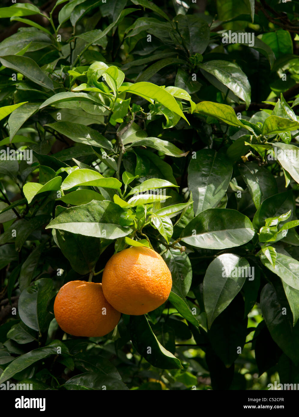 Italien - Orangen auf einem Obstbaum Stockfoto
