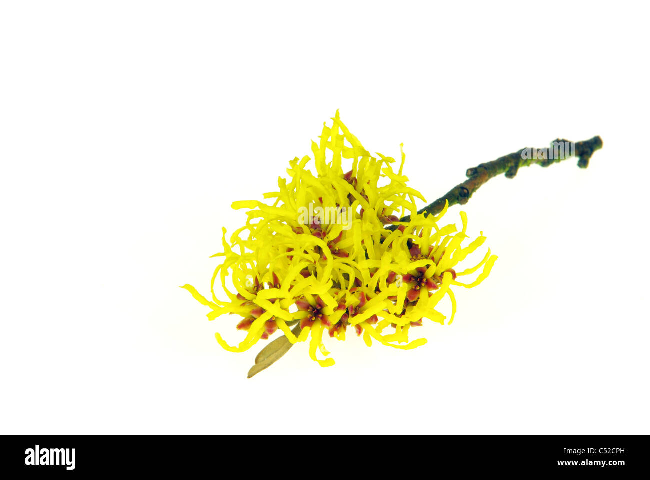 Hamamelis Freigestellt - isoliert Hamamelis 22 Stockfoto