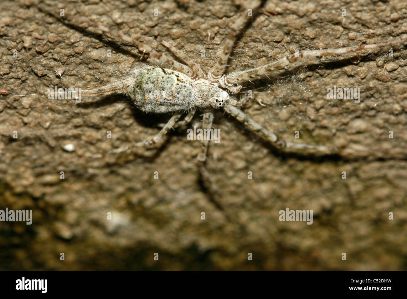 Spinne, die gut getarnt gegen eine Wand, Uganda Stockfoto