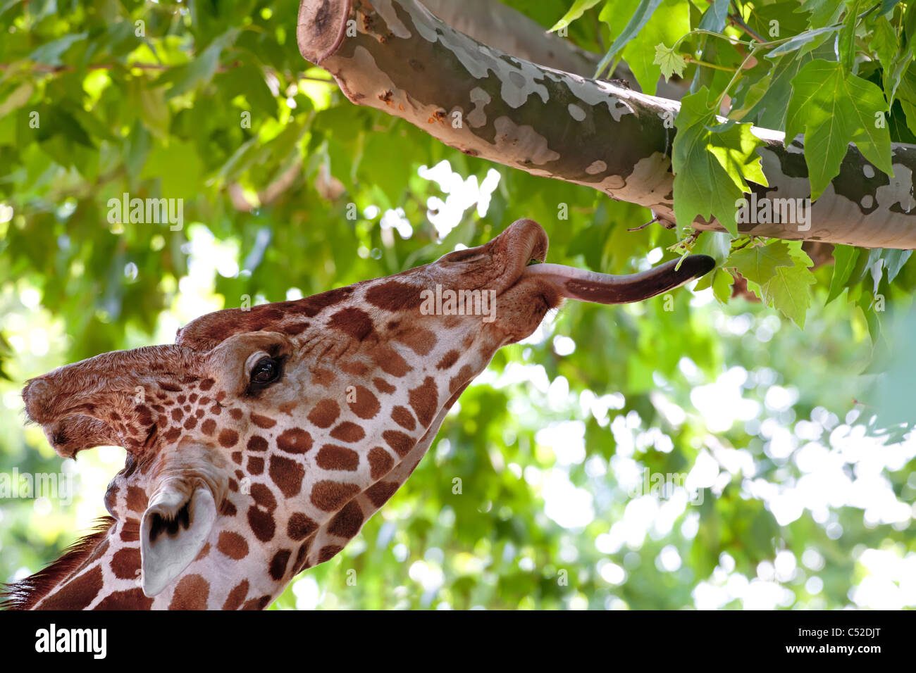 Giraffe Essen grüne Blätter am Baum im Zoo von Kiew, Ukraine Stockfoto