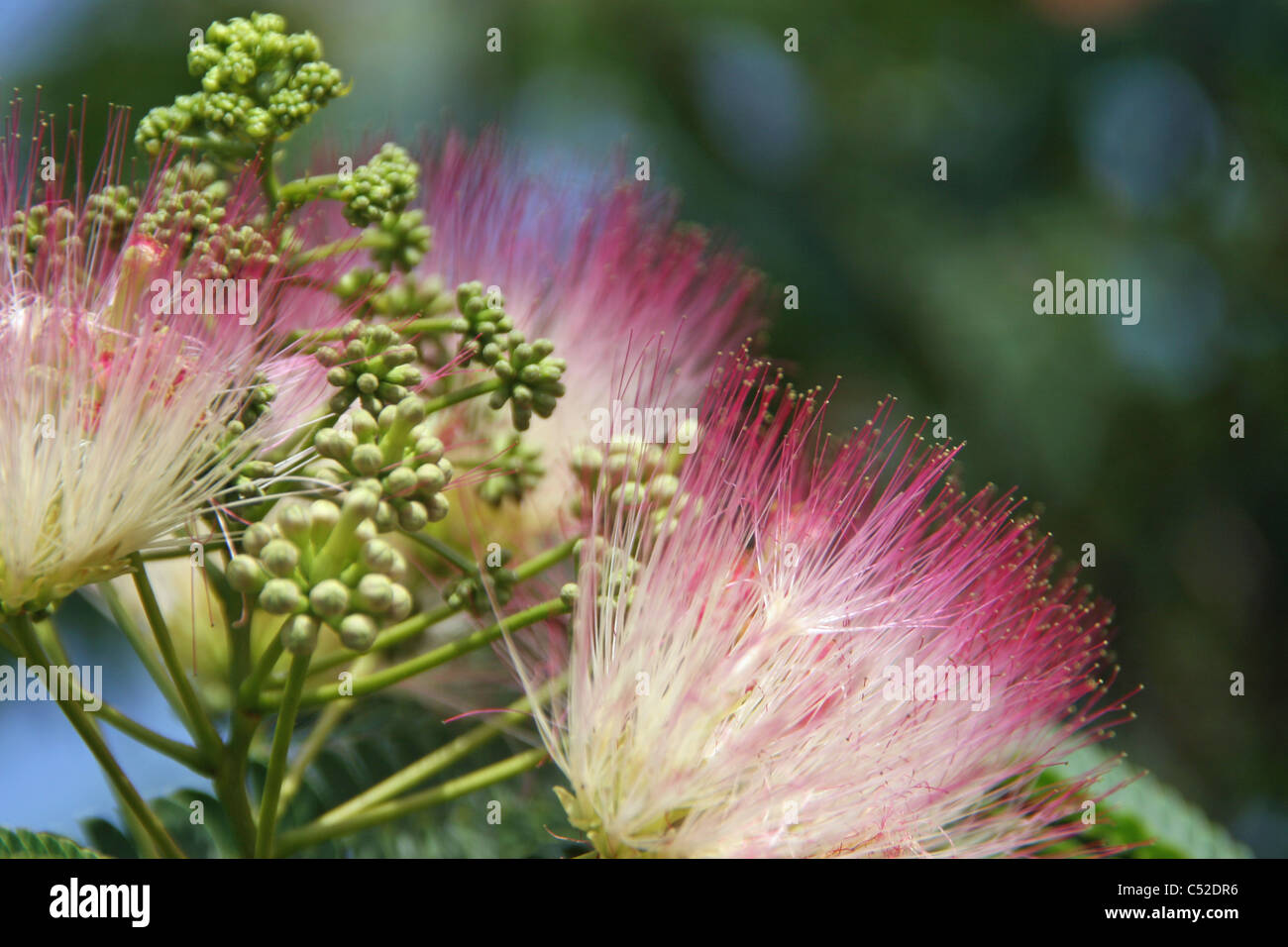Blhender farnbaum -Fotos und -Bildmaterial in hoher Auflsung  Alamy