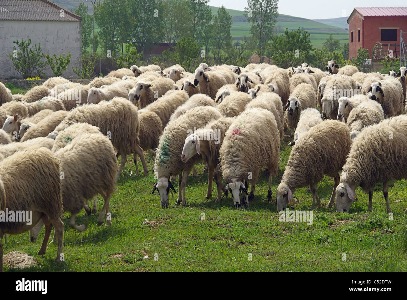 Schaf - Schaf 04 Stockfoto