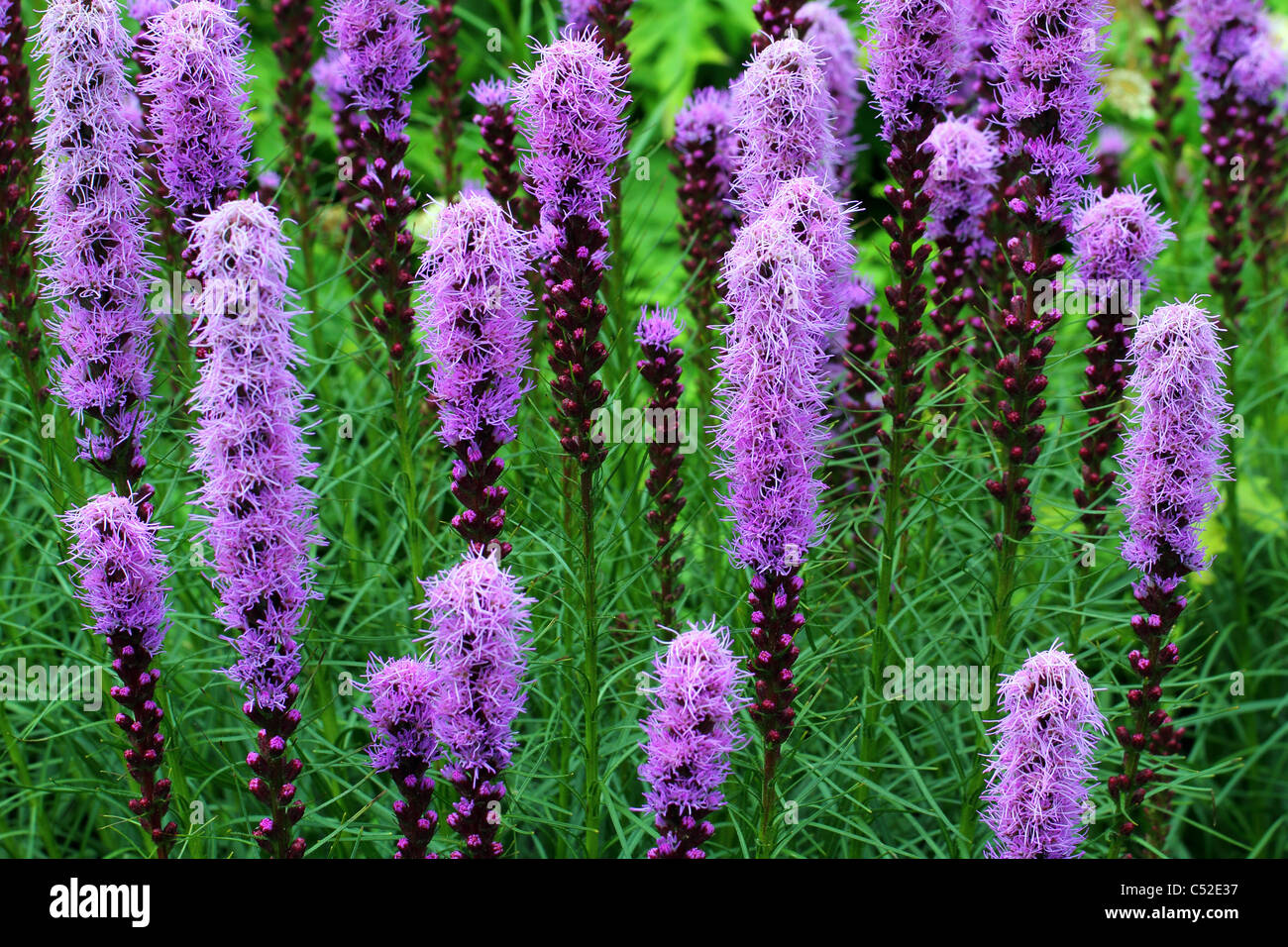 Blazing Star lila Blüten Liatris spicata Stockfoto