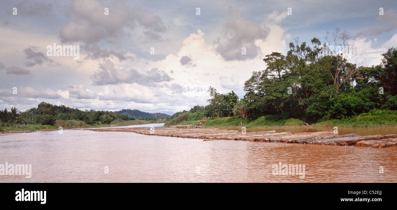 Protokolle vor kurzem Schnitt erwarten Übertragung in der Nähe von Mulu Grenze, Baram Fluß, Ost-Malaysia, Borneo Stockfoto