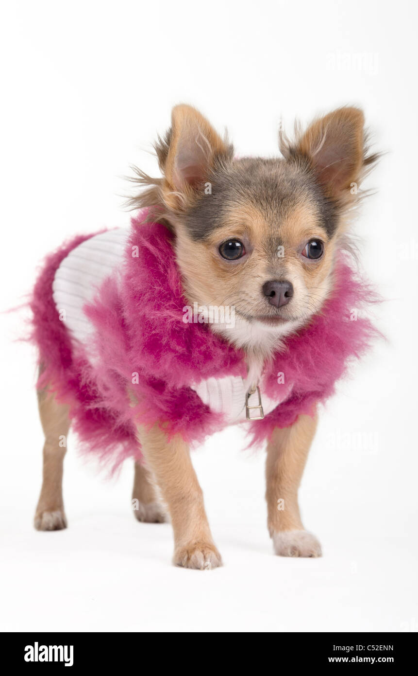 Chihuahua in einer flauschigen weißen und rosa Jacke Stockfotografie - Alamy