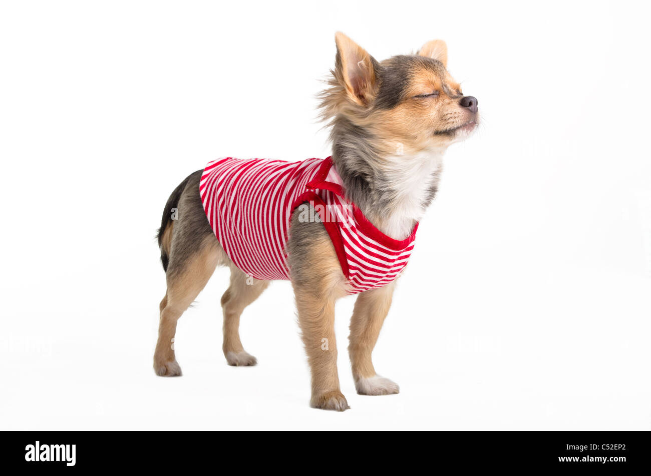 Winzige Chihuahua gekleidet in roten und weißen T-shirt träumen Stockfoto