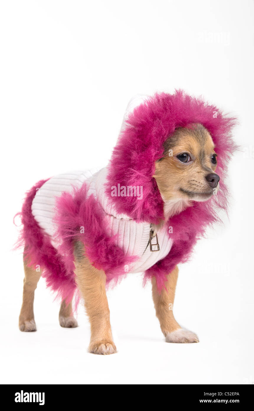 Chihuahua in Winterjacke und flauschige Haube zur Seite schauen Stockfoto