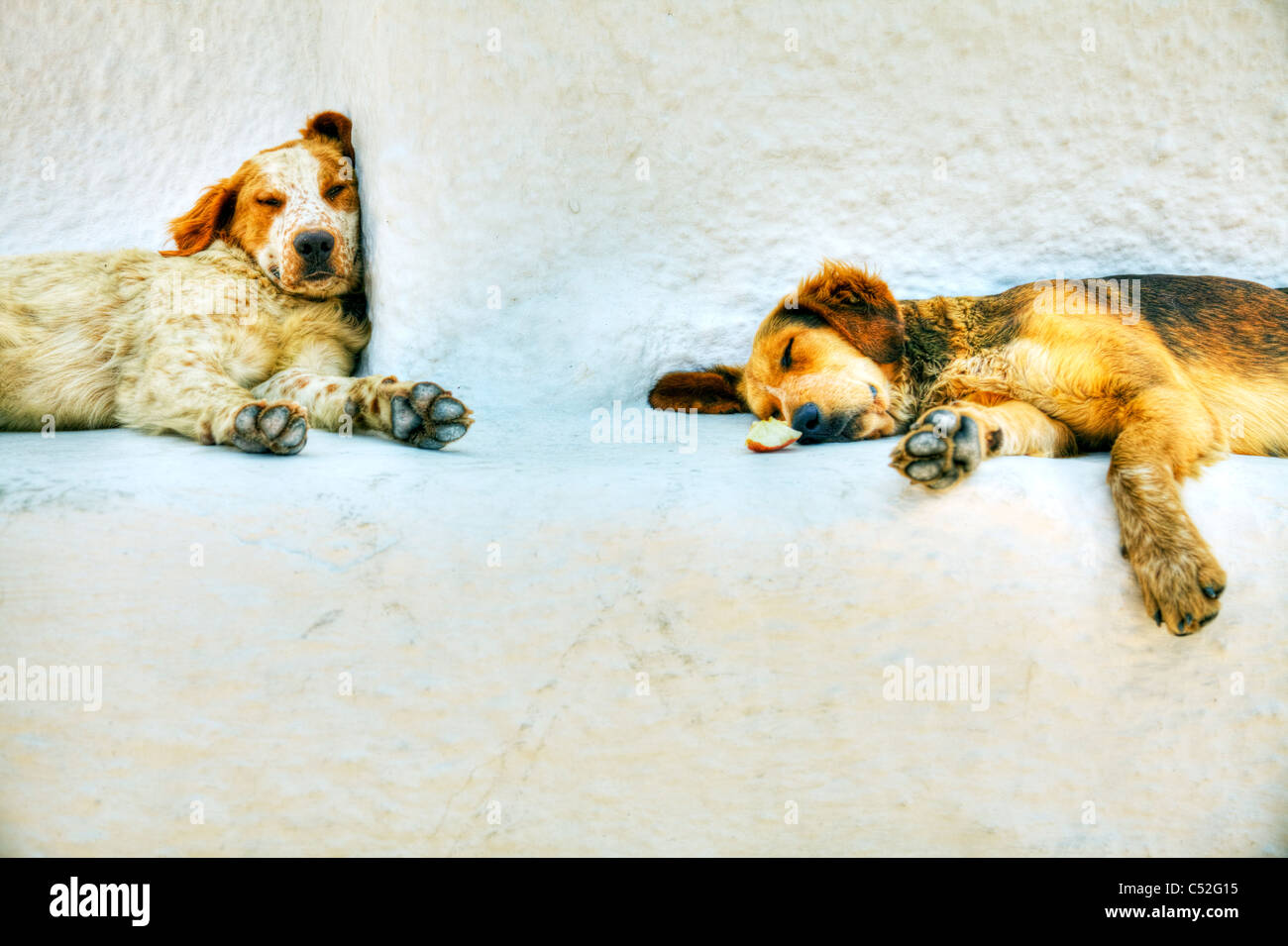 Thira auf legendären griechischen Insel Santorin, typische Griechenland, schlafen zwei alte Hunde in der Mittagshitze müde und schläfrig Stockfoto