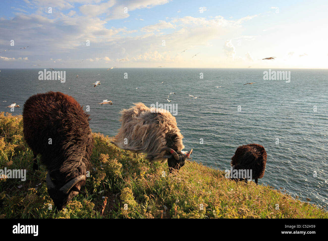 Moor-Schafe (Deutsch: Heidschnucke) auf Vogelfelsen auf der Insel Helgoland; fliegende Basstölpel im Hintergrund Stockfoto