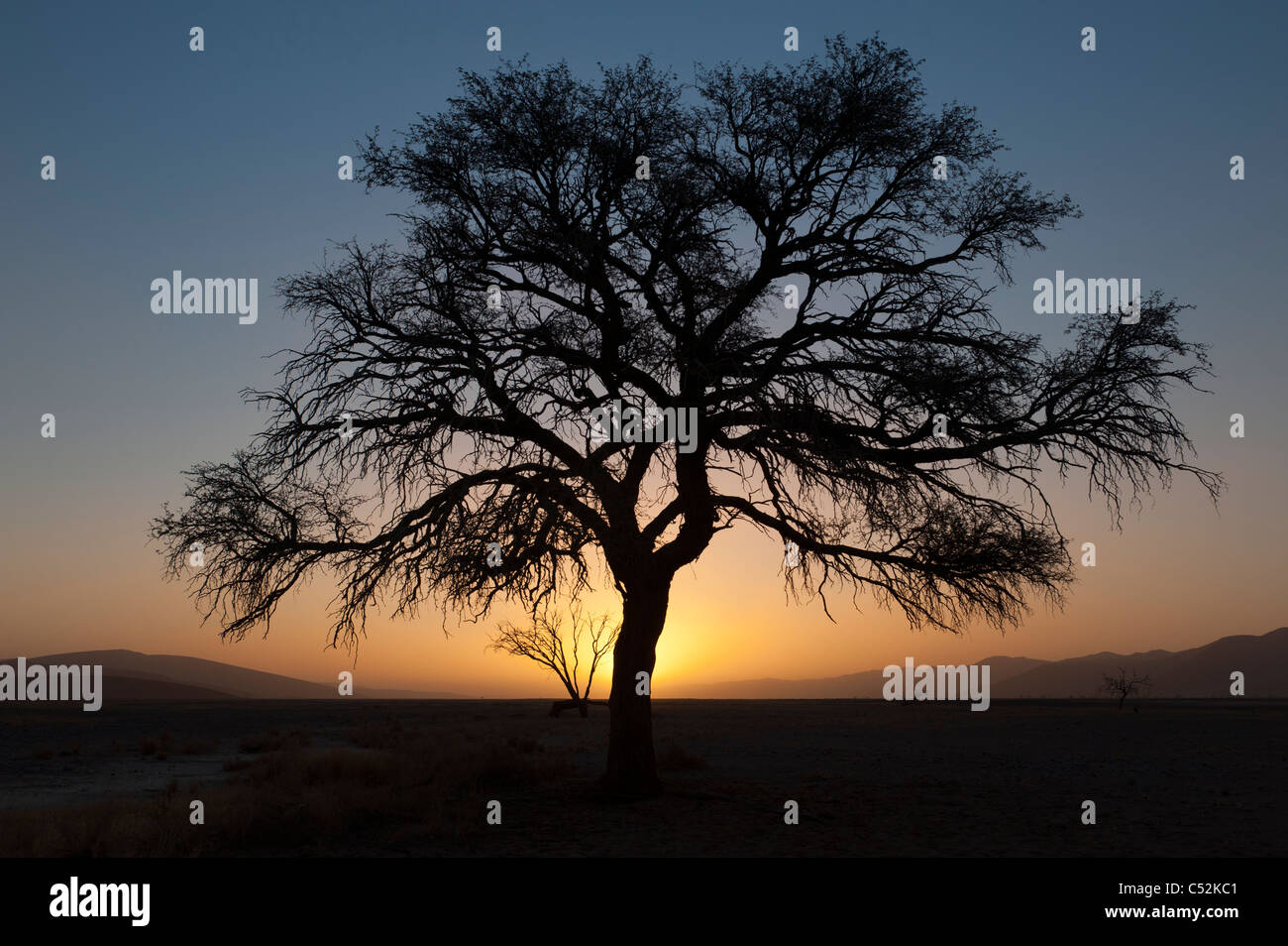 Silhouette Camelthorn Baum bei Sonnenuntergang, mit orangefarbenen Himmel und tiefstehende Sonne, Namib-Naukluft Park, Namibia, Afrika. Stockfoto