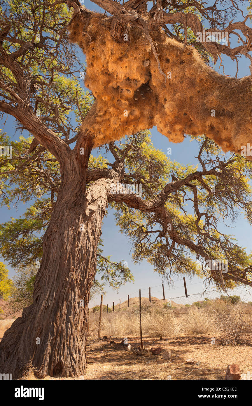 Nest der sociable Weaver in einem camelthorn Baum, Namibia Stockfoto