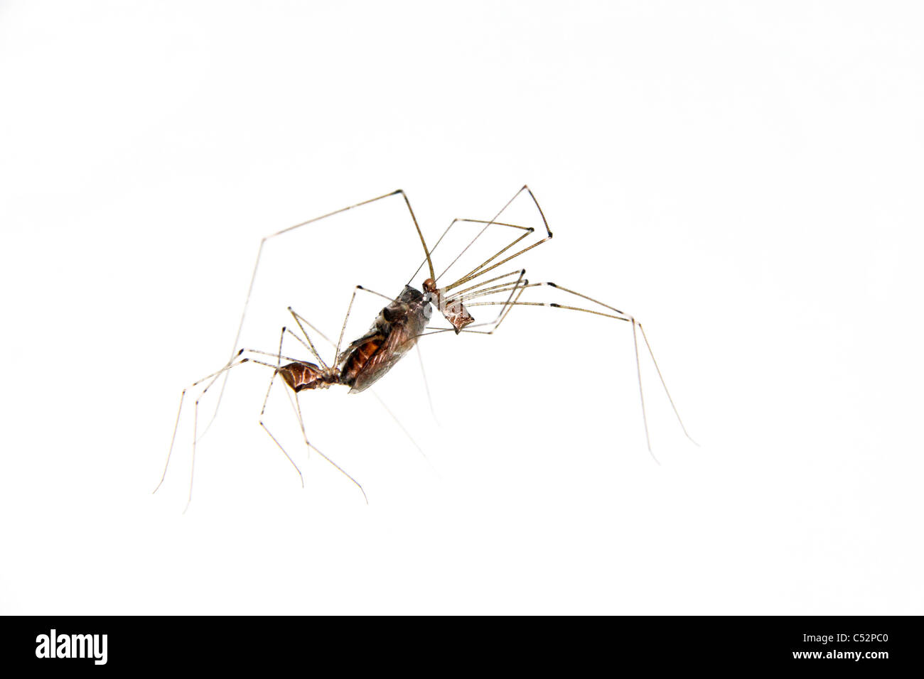 Spinnen für nahrung -Fotos und -Bildmaterial in hoher Auflösung – Alamy