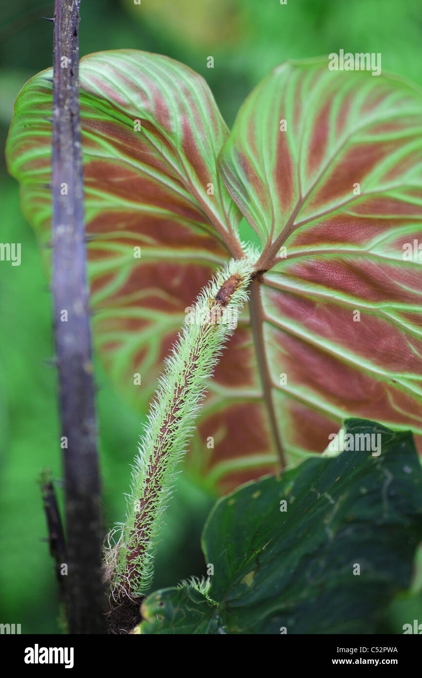 asplenium farn Asplenium uniseriale  Understory Enterprises