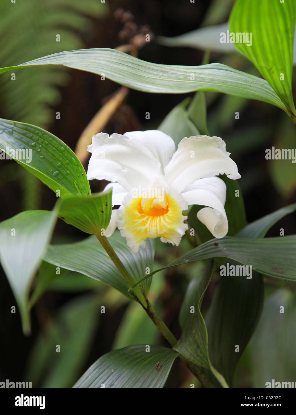 Ein weißer Tag Orchidee, so genannt, weil sie nur für einen Tag nur einmal im Jahr blüht. Stockfoto