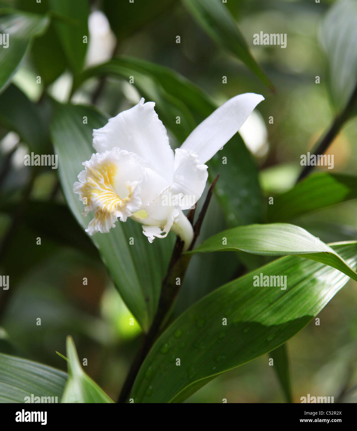 Ein weißer Tag Orchidee, so genannt, weil sie nur für einen Tag nur einmal im Jahr blüht. Stockfoto