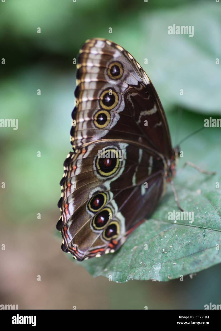 Die Unterseiten der Flügel des blauen Morpho Peleides (Morpho Peleides) Schmetterlings gefunden in Costa Rica, Mittelamerika Stockfoto