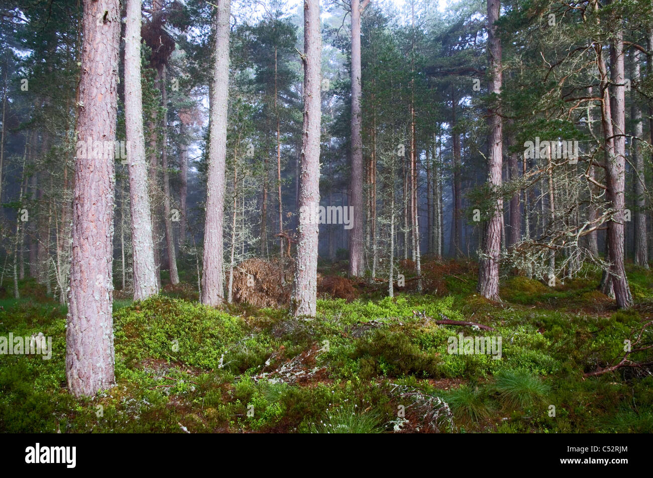 Caledonian Pinienwald, RSPB Abernethy Wald Nationalreservat von Loch Garten, Cairngorms, Schottisches Hochland, Schottland, UK Stockfoto