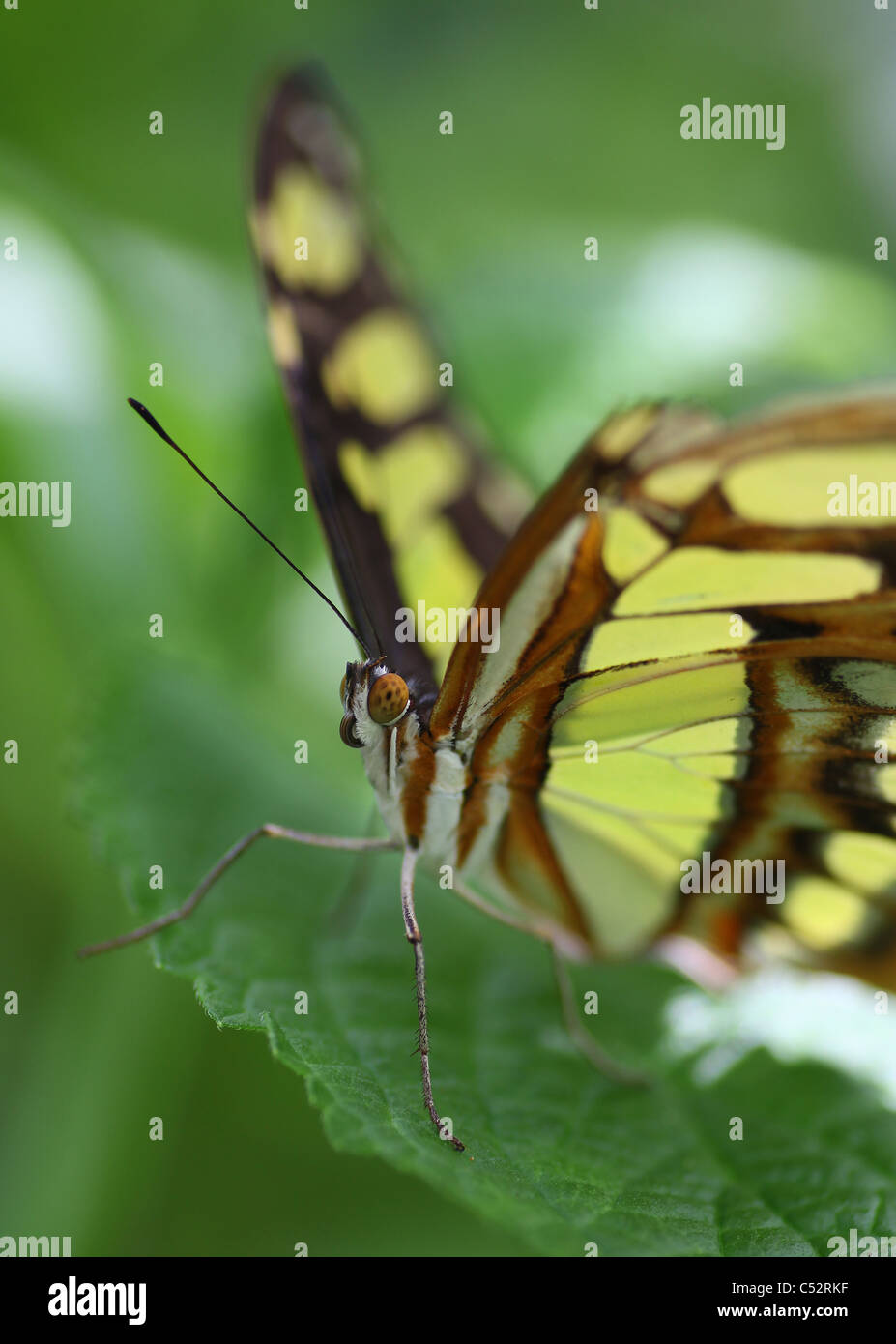 Siproeta Stelenes, allgemein bekannt als der Malachit ist ein neotropical Pinsel leichtfüßig Schmetterling (Familie Nymphalidae) Stockfoto