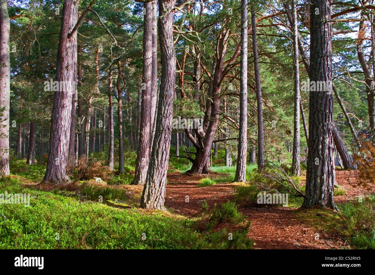 Caledonian Pinienwald im RSPB Abernethy Forest National Nature Reserve von Loch Garten, Cairngorms, Schottisches Hochland UK Stockfoto