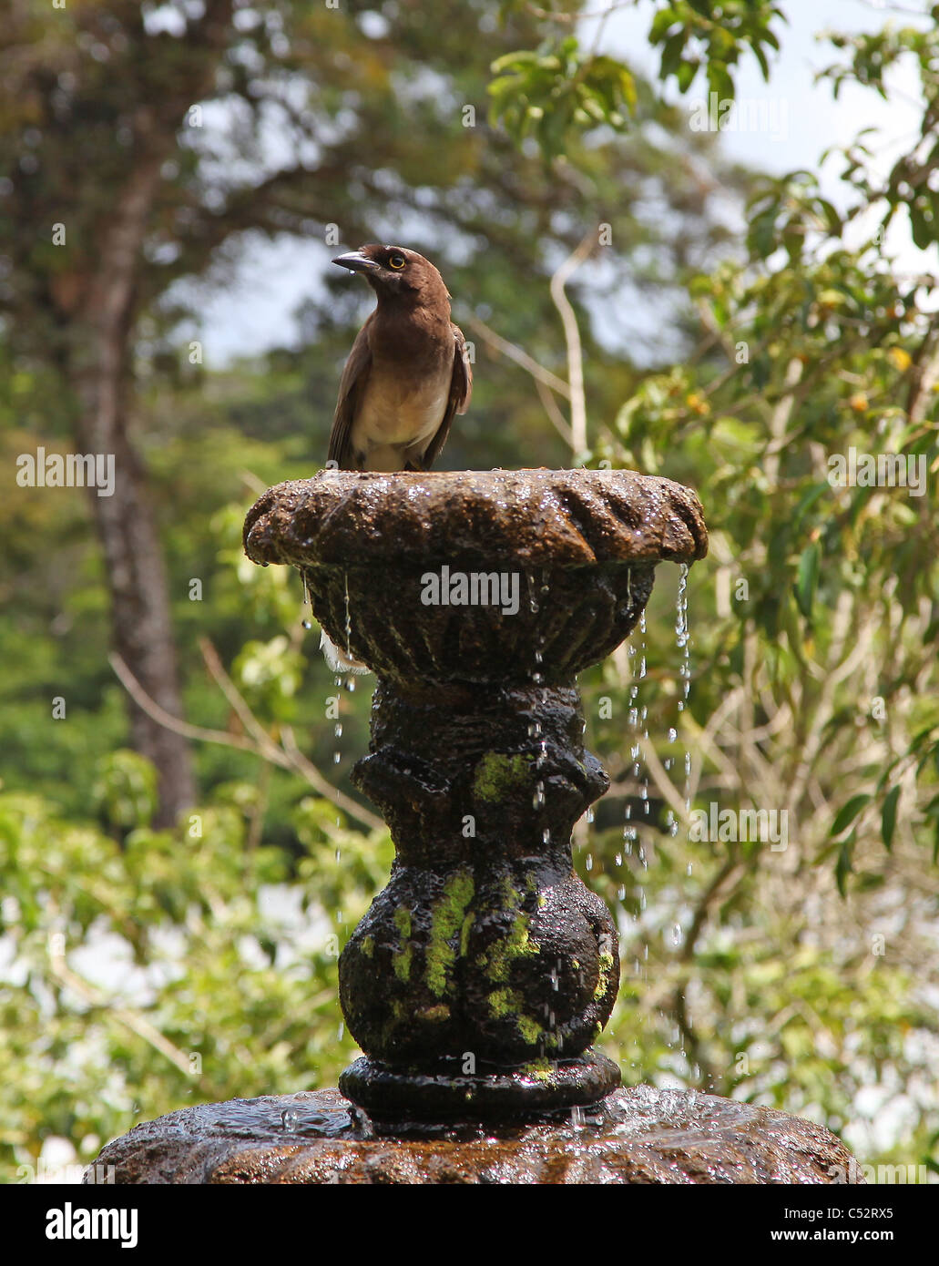 Ein Vogel, wahrscheinlich ein Grackle, trinken aus einem Brunnen, Costa Rica, Mittelamerika Stockfoto