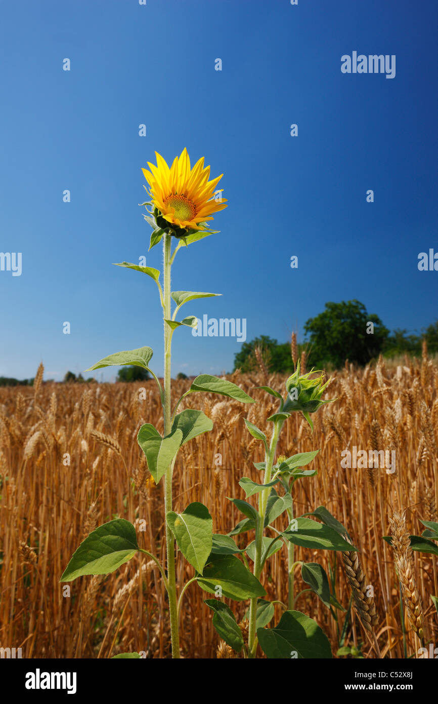 Sonnenblume Stockfoto