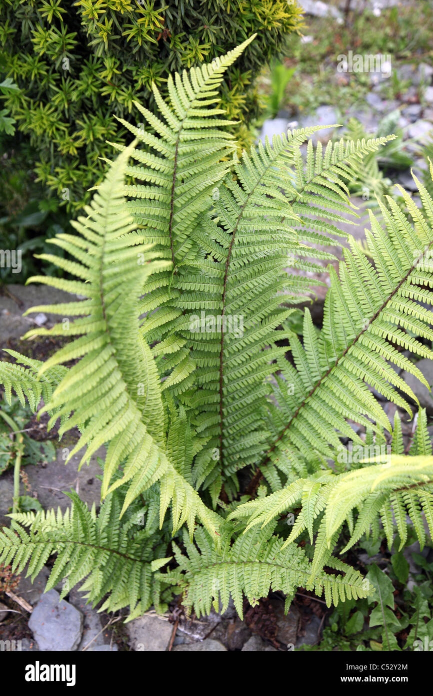 Pteridium Aquilinum Adlerfarn Farn Stockfoto