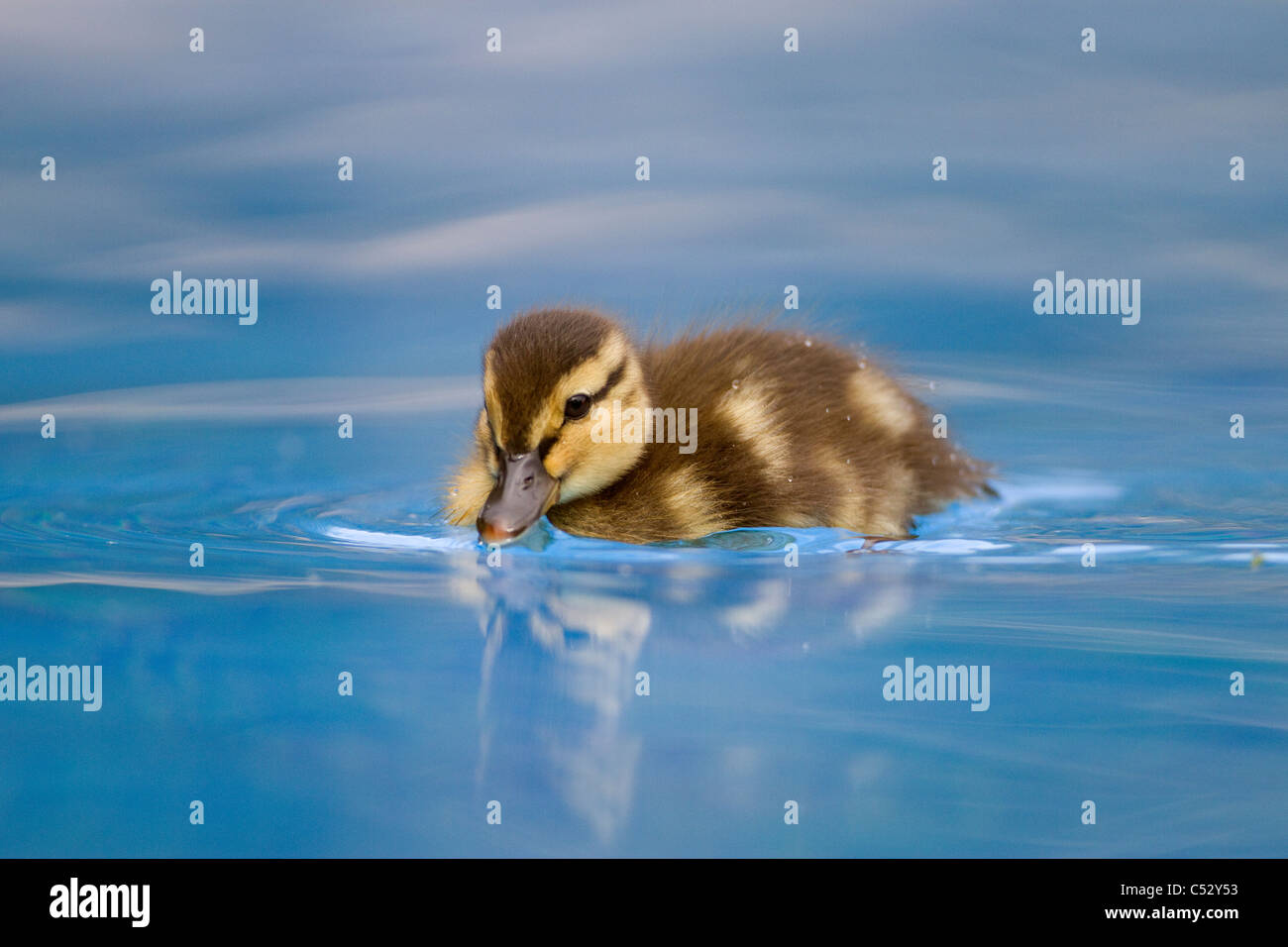 Einzelnen Baby flauschig Entlein. Niedlich. Flaum. Stockfoto