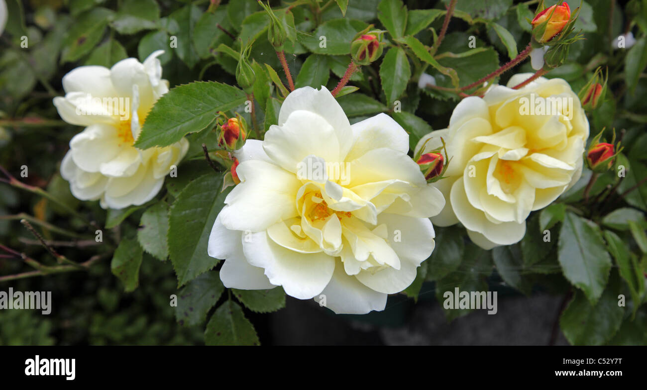 gelben Blumenteppich rose, wiederholen Sie blühende Bodendecker stieg in einem irischen Garten Stockfoto