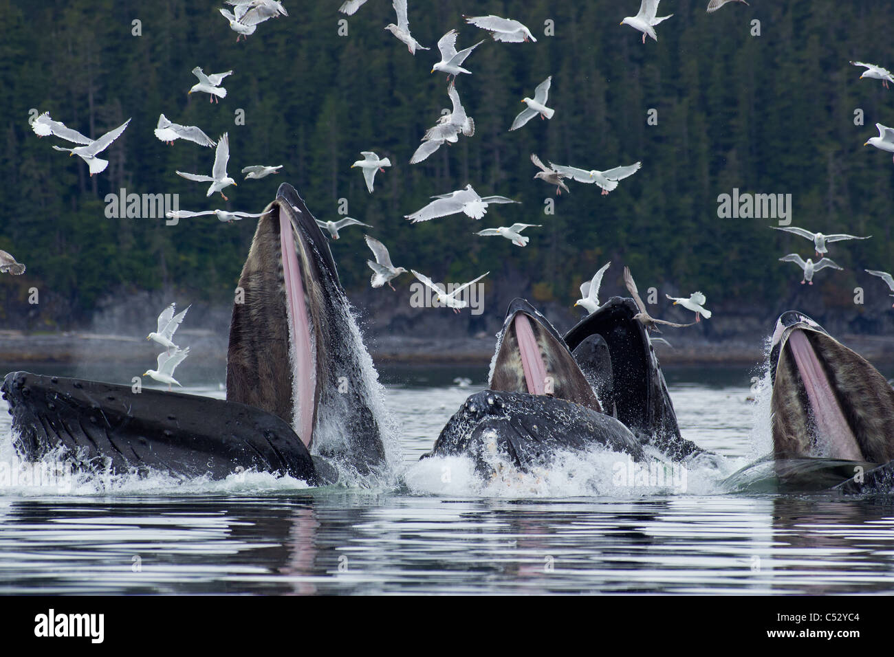 Buckelwale Blase net Fütterung für Hering in Chatham Strait, Inside Passage, Alaska Stockfoto