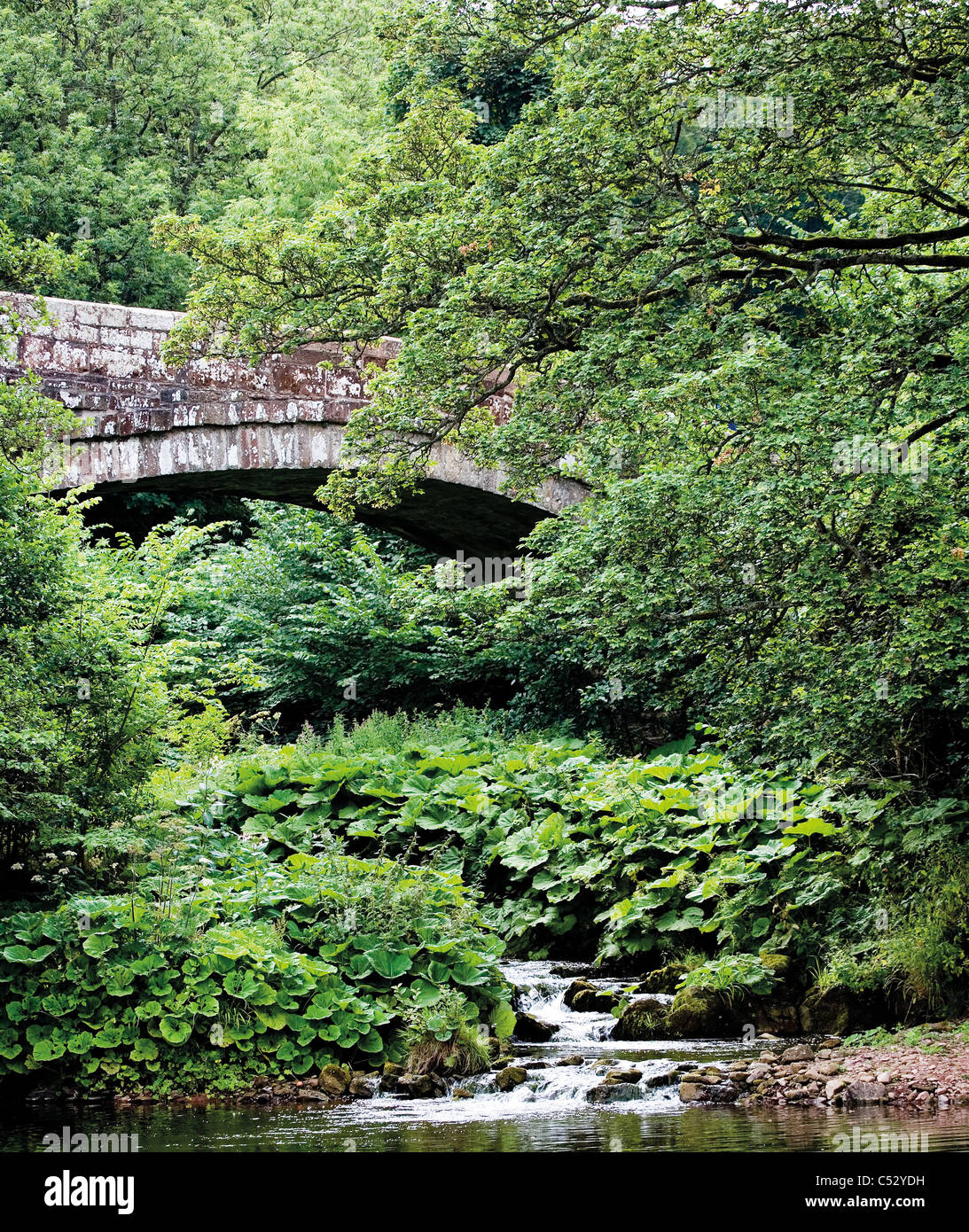 Brücke mit Bach, Bäume und Wasser Pflanzen in voller Blatt geboren Stockfoto