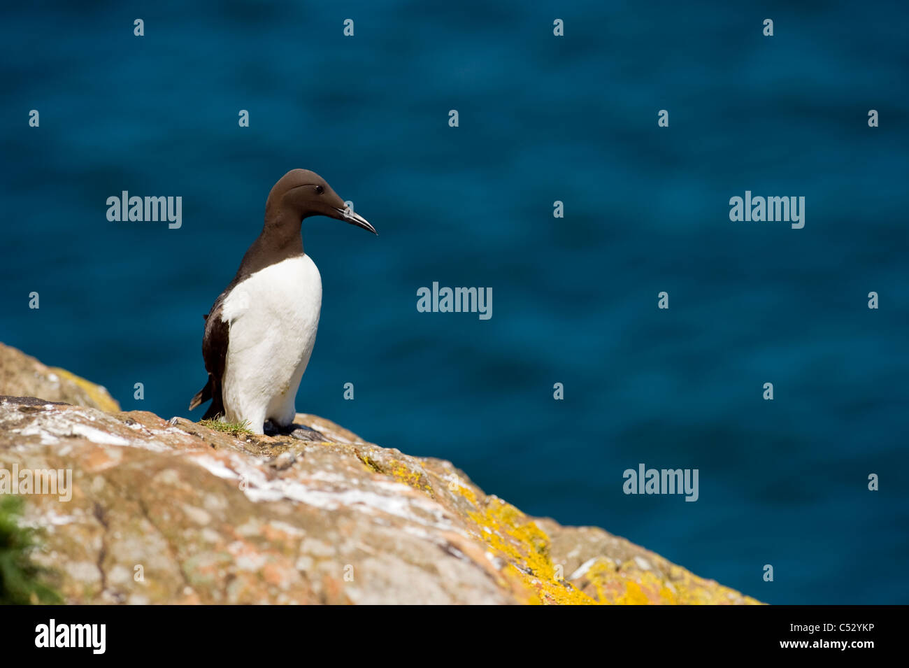 Einen einzigen einsamen Guillemot (Uria Aalge), eine Küstenstadt Seevogel auf gelbe Flechten bedeckt Rock, Skomer island Stockfoto