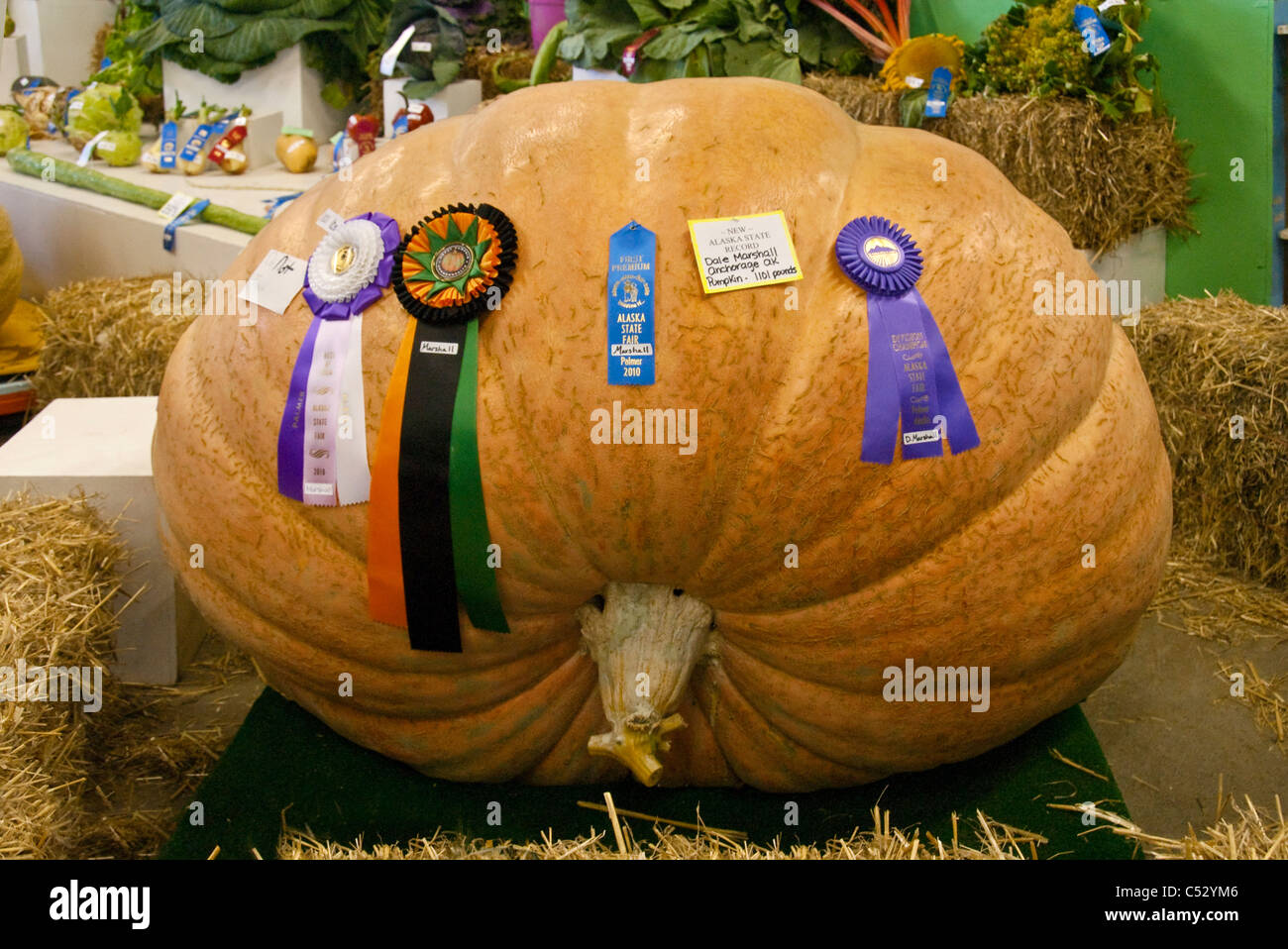 Riesenkürbis 1101 Pfund wiegt, an der Alaska State Fair in Palmer, Matanuska-Susitna Valley, Alaska zu gewinnen Stockfoto