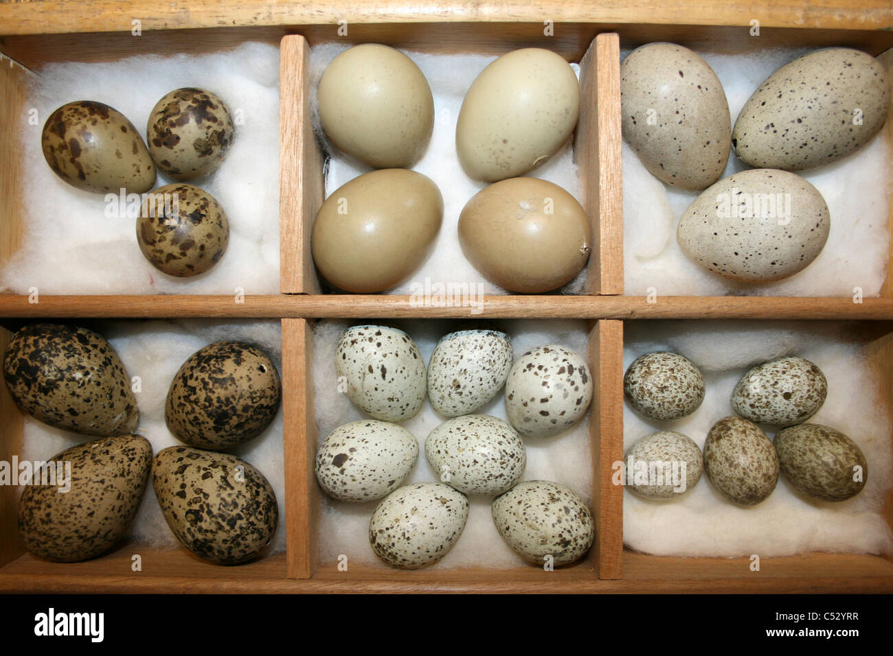 Eine viktorianische Wildvogel Eiersammlung Stockfoto