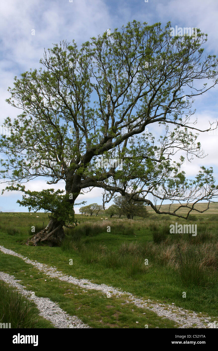 Ein Alter Baum steht auf einem Feldweg über Bestände Reservoir, Lancashire Stockfoto