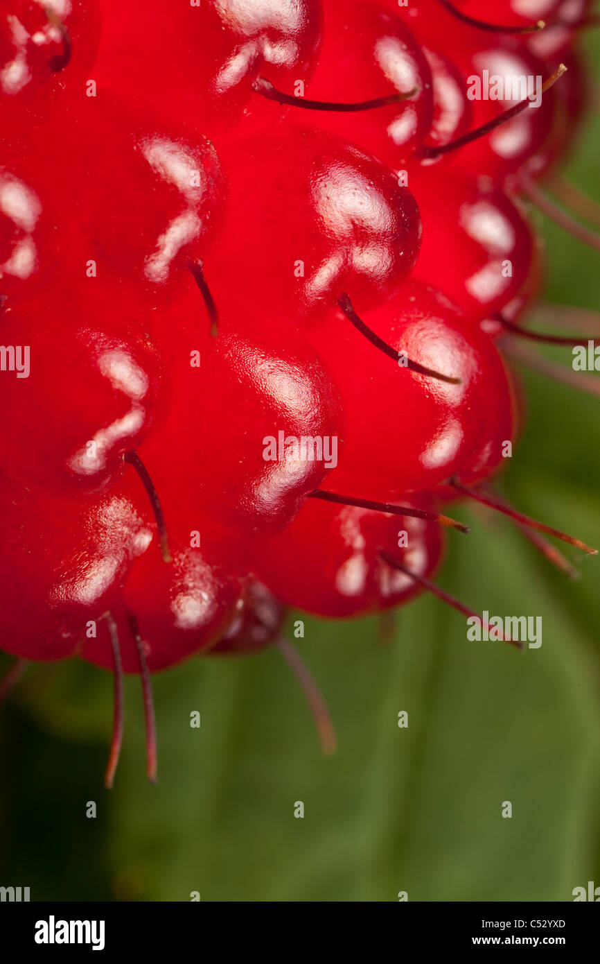 Makro-Ansicht der Himbeere Pflanze, Kodiak, Südwest-Alaska, Sommer Stockfoto