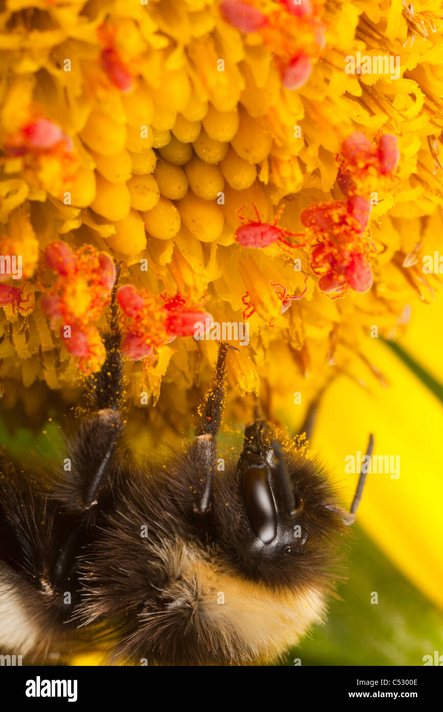 Makro-Ansicht von Bumblebee ruht auf einem Meer Kreuzkraut Blüte neben Red Velvet Milben, Kodiak, Südwest-Alaska, Sommer Stockfoto