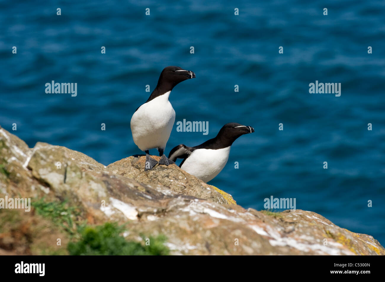 Zwei Tordalken (Alca Torda), Küsten Seevögel auf Felsen Skomer island Stockfoto