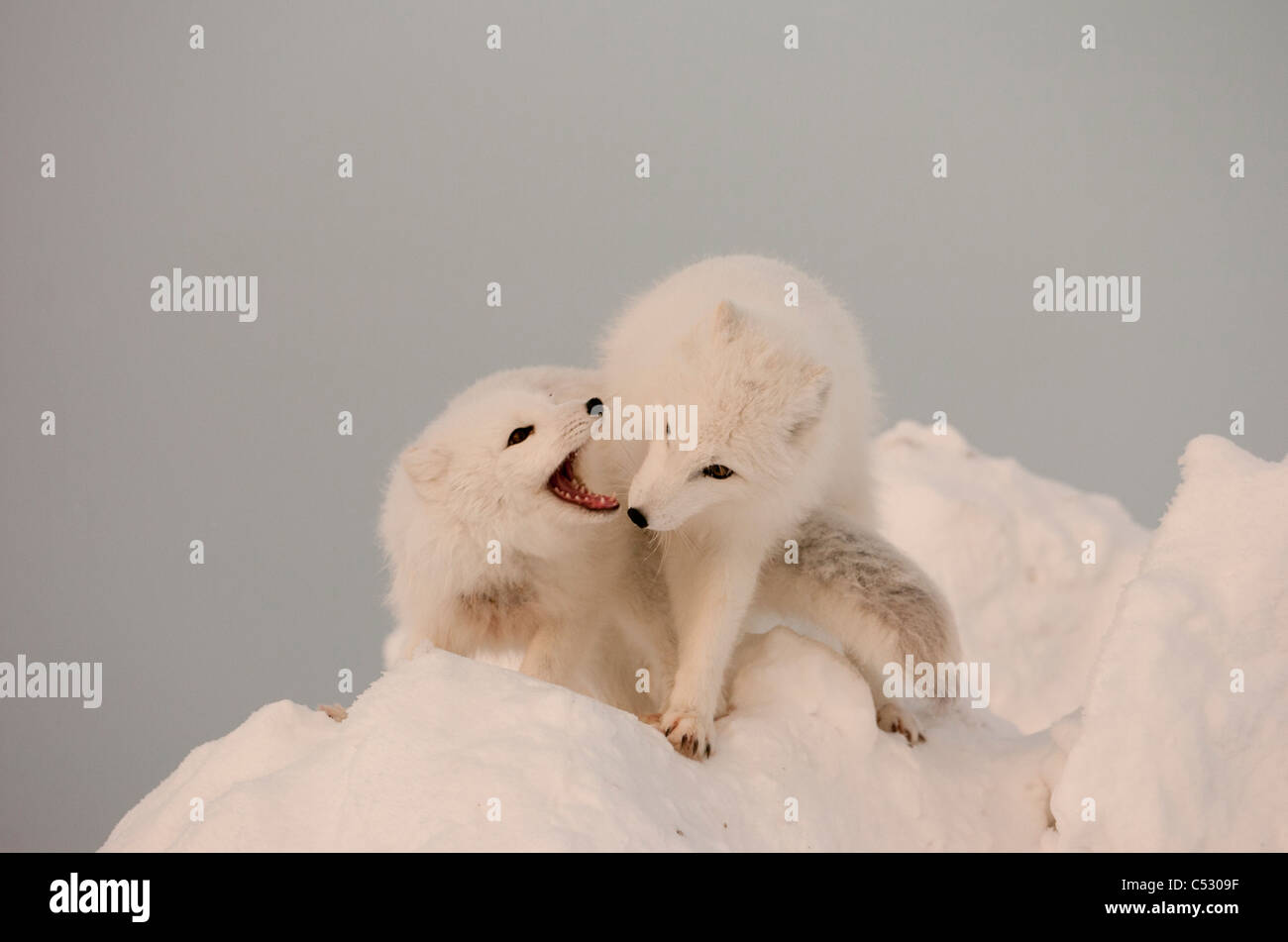 Zwei Polarfüchse spielen auf ein großes Stück Eis, Churchill, Manitoba Kanada, Winter Stockfoto