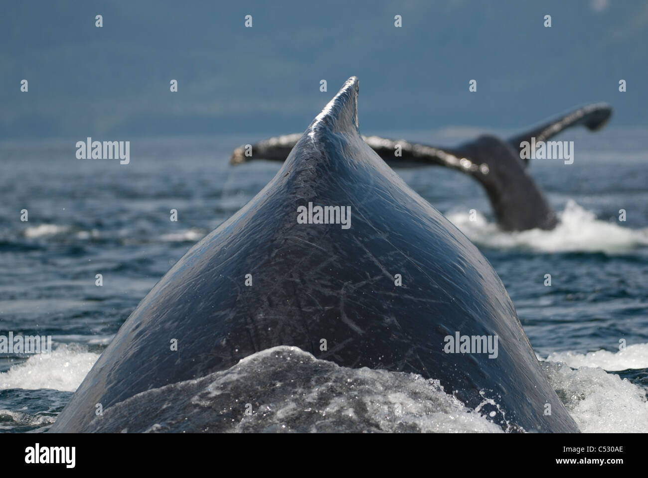 Nahaufnahme von Buckelwalen auftauchen in Frederick Sound, Inside Passage, südöstlichen Alaska, Sommer Stockfoto
