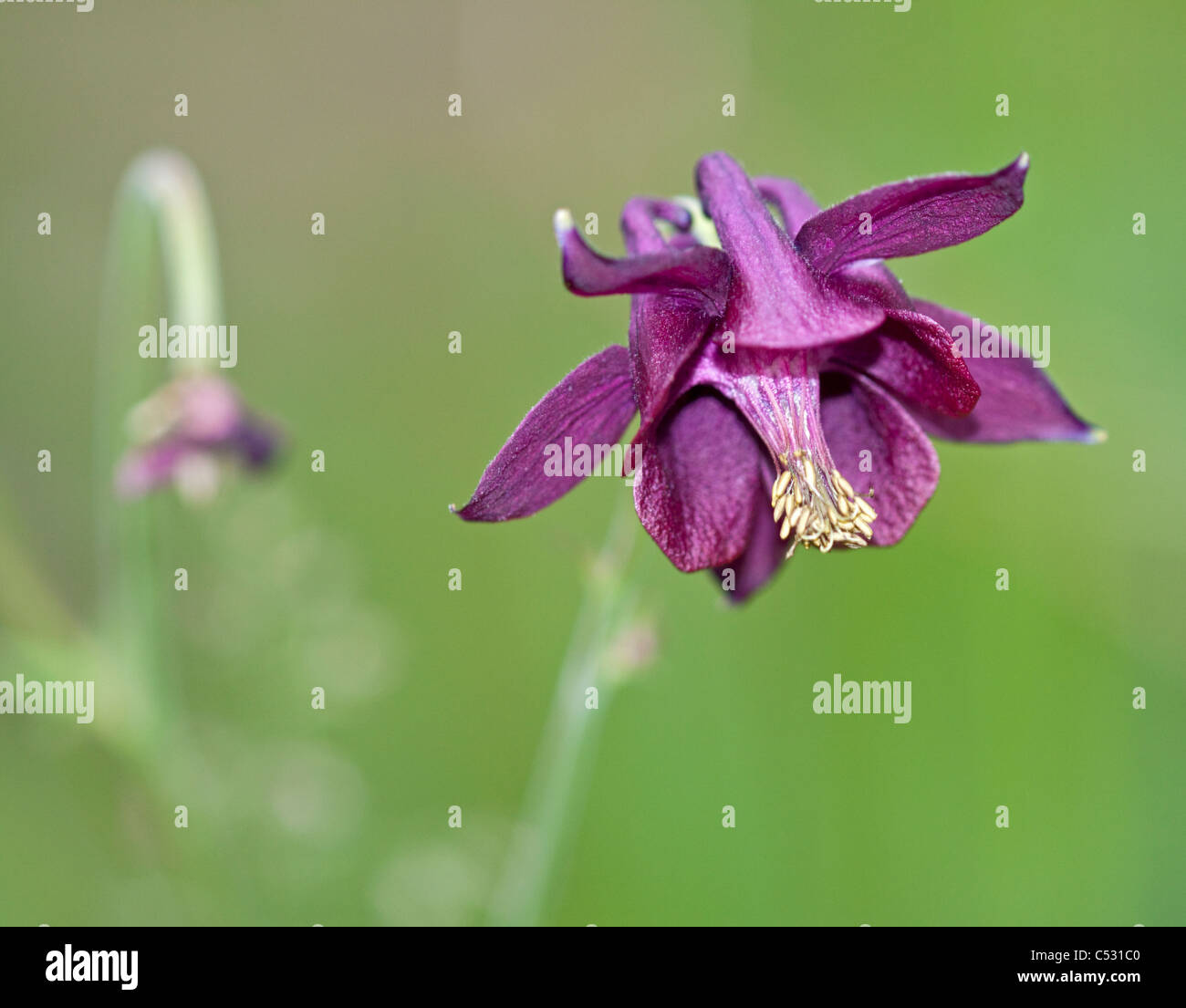 Wild Purple Akelei (Aquilegia Atrata), Alpen, Italien Stockfoto