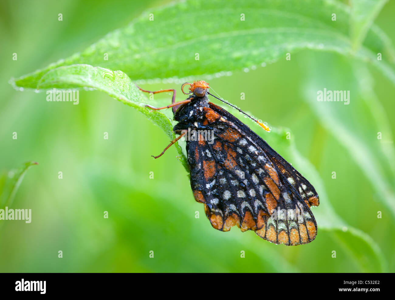 Baltimore Checkerspot Schmetterling, Etikett Phaeton, Mitchell County, Iowa Stockfoto