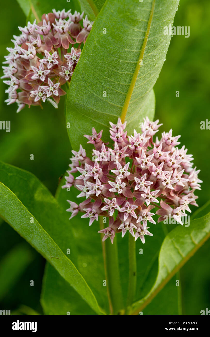 Gemeinsamen Seidenpflanze Asclepias Syriaca, Nelson Paradise Wildlife Area, Mitchell County, Iowa Stockfoto