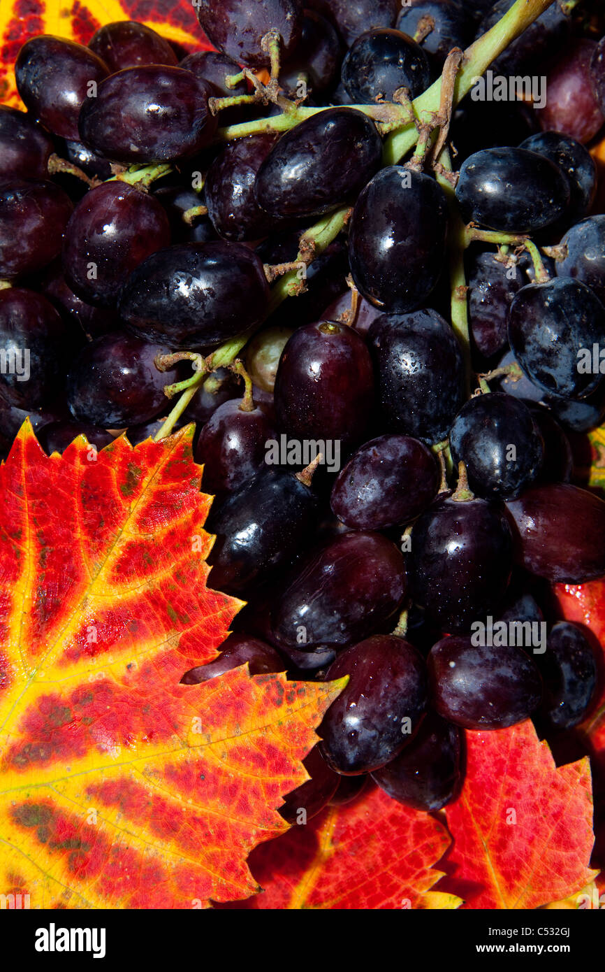 Eine Nahaufnahme von einem Haufen von schwarzen Trauben mit herbstlichen Weinblätter Stockfoto