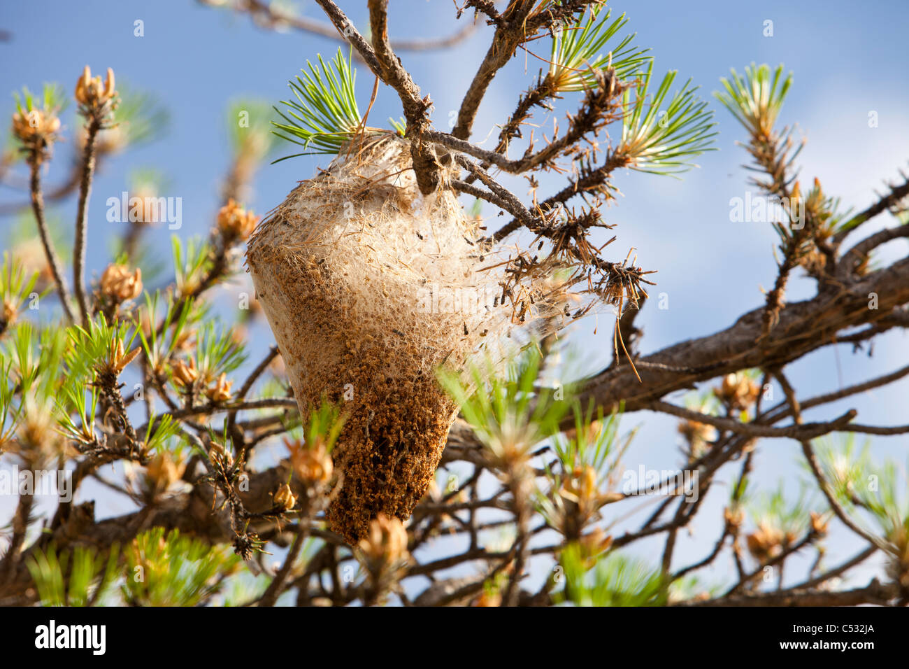 Nester der Kiefer Pinienprozessionsspinner Caterpiller (Thaumetopoea Pityocampa) in Kiefern in den Sierra Nevada Bergen von Spanien Stockfoto