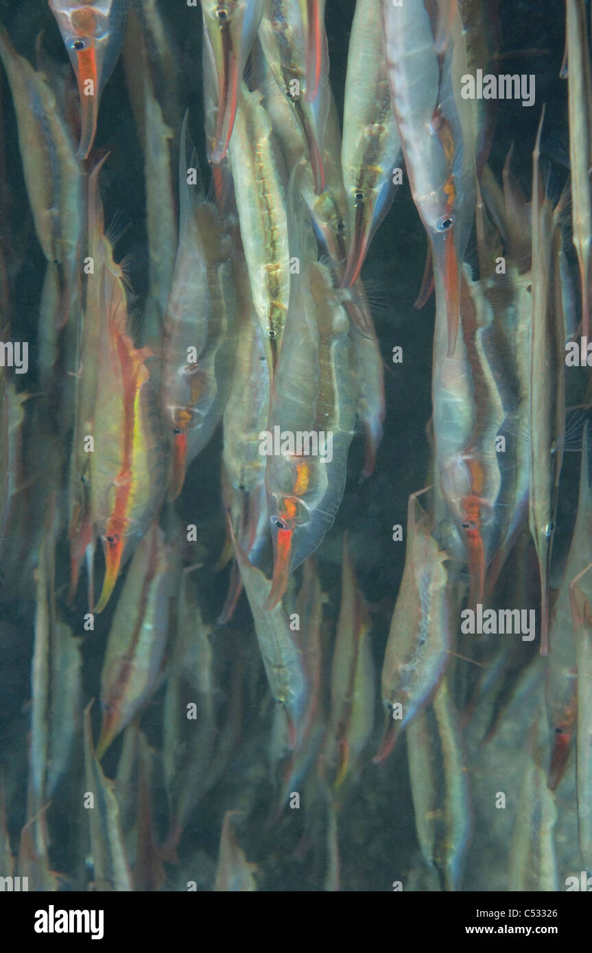 Eine Schule von Razorfish und starren Shrimpfish an einem Riff in Indonesien. Stockfoto