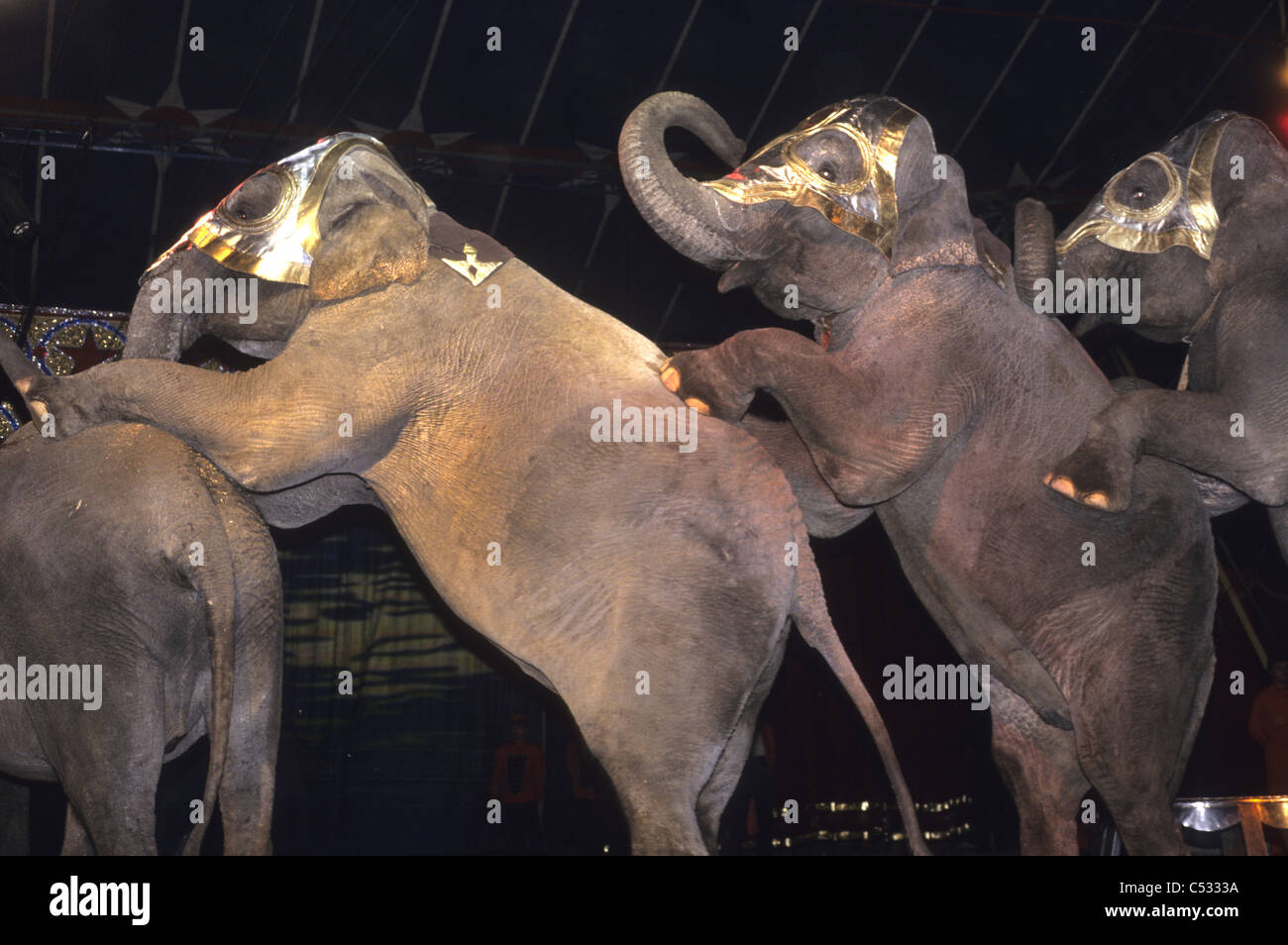 Tiere durchführen im Reisenden Zirkus - tanzenden Elefanten Stockfoto