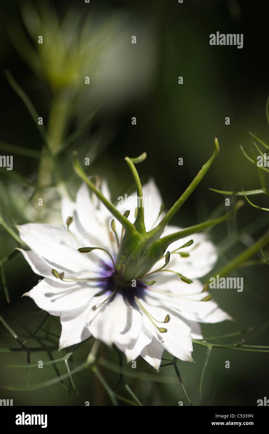 Close Up einer weißen Nigella Damascena Blume (Liebe im Nebel). Stockfoto