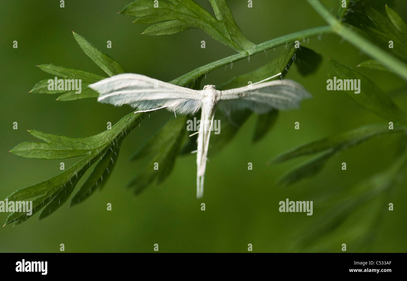 Weiße Fahne Moth (Pterophorus Pentadactyla) thront auf eine Karotte Anlage. Stockfoto