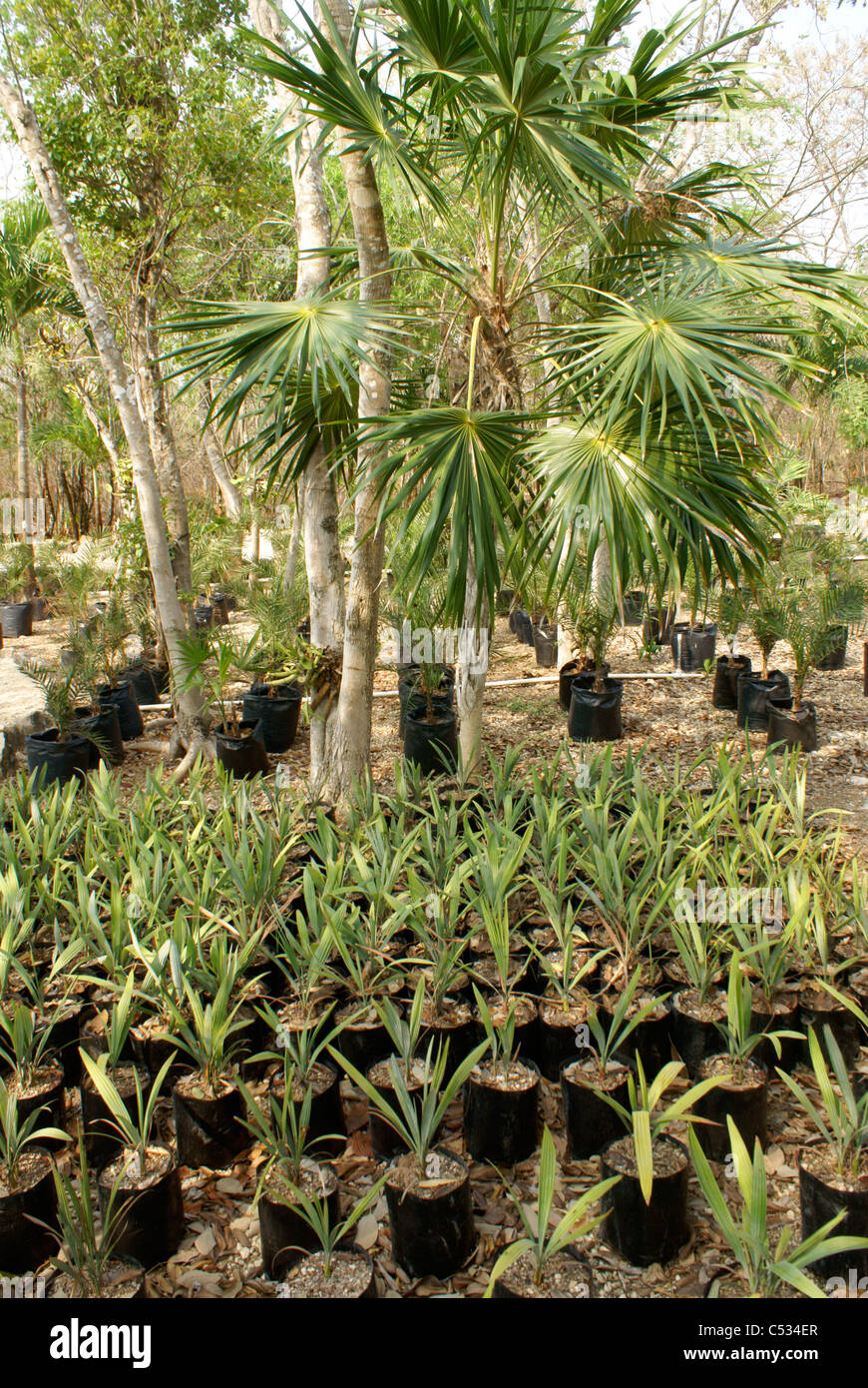 Palm Baumsetzlinge im Hacienda Tres Rios an der Riviera Maya, Quintana Roo, Mexiko Stockfoto