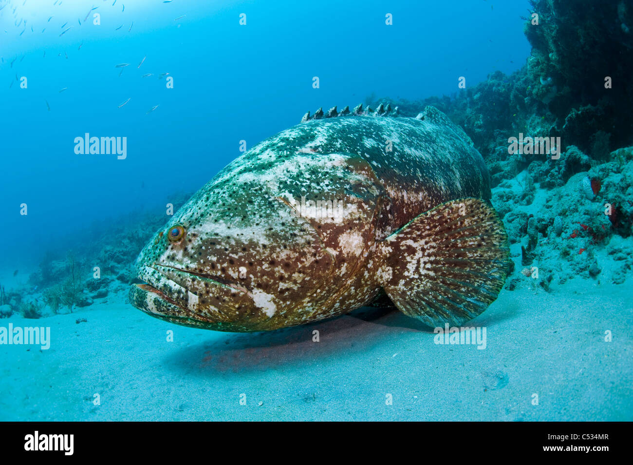 Goliath Grouper (Epinephelus Itajara) umgeben von Köderfischen in Palm Beach; FL. gefährdet. Stockfoto